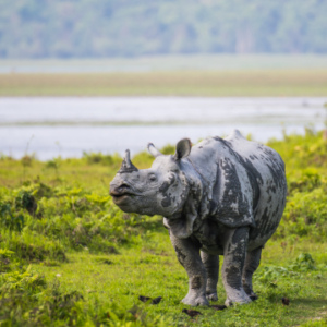 Northeastern Charms - Shillong and Kaziranga